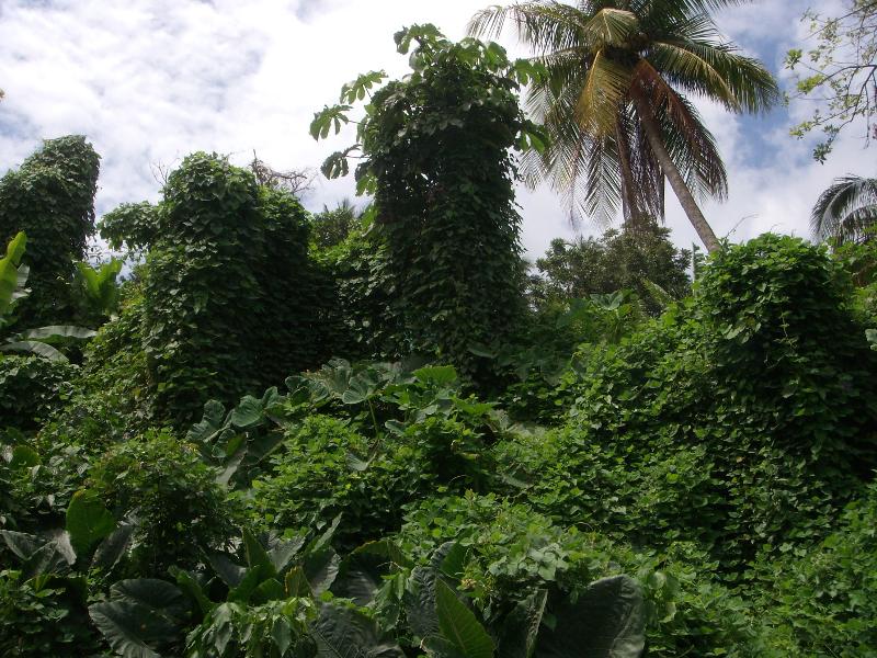 Green Vegetation, Jamaica 