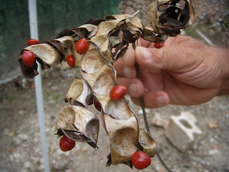Natürlich rote Kaffeebohnen 
