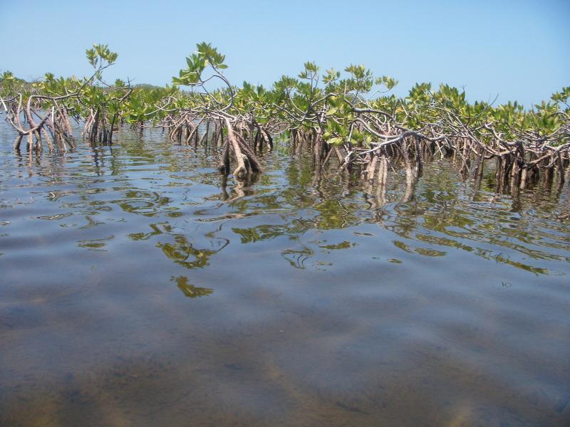 Wilde Mangrovenbaumschule, Cayo Algodón Grande 