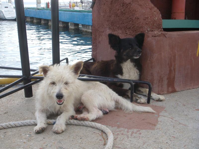 Marinahunde Cienfuegos 