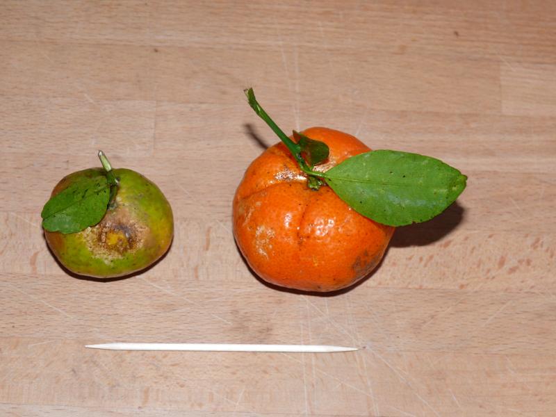 Minimandarinen (Vgl. Zahnstocher) 