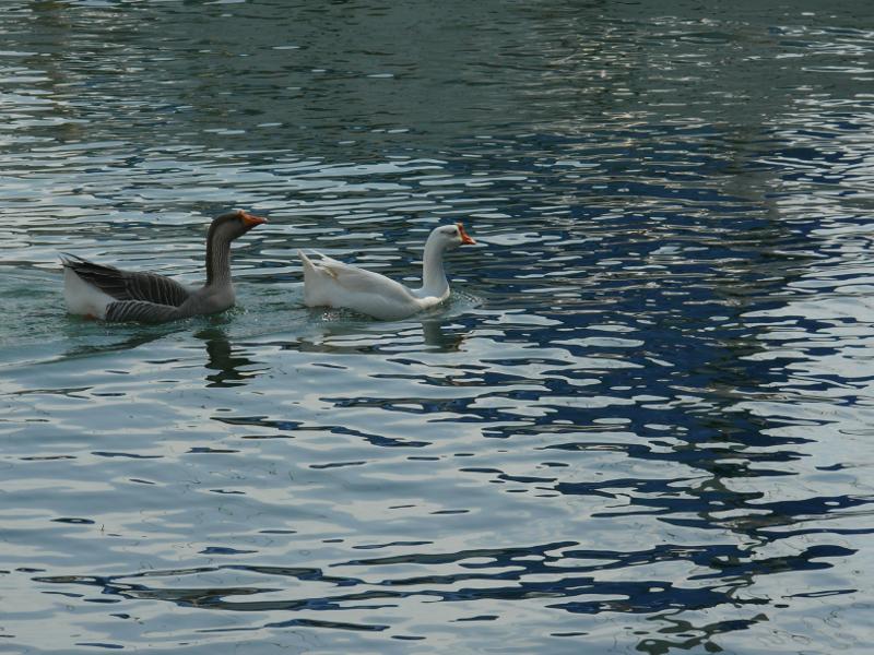 Tägliche Besucher, Marina El Tortugal 