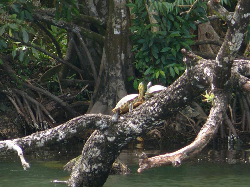 Schildkröten sonnen sich, Texan Bay 