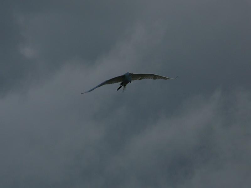 Reiher, Rio Dulce 