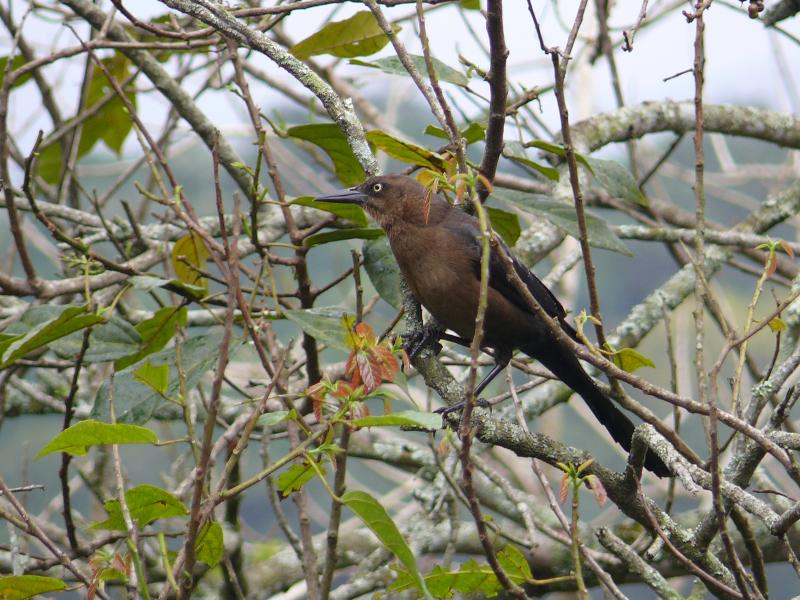 Ein Vogel am Lago Yojoa 