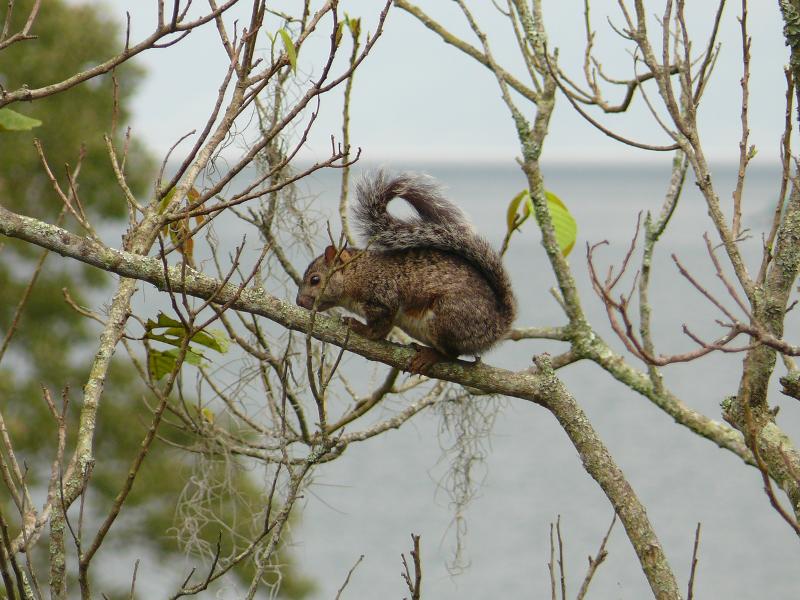 und ein Eichhörnchen 