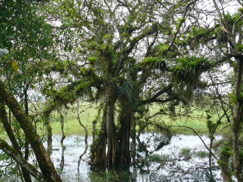 Am Lago Yojoa 