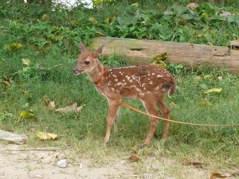 Bambi in Punta Gorda 
