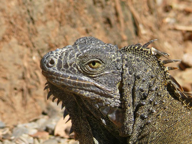 Iguanas 