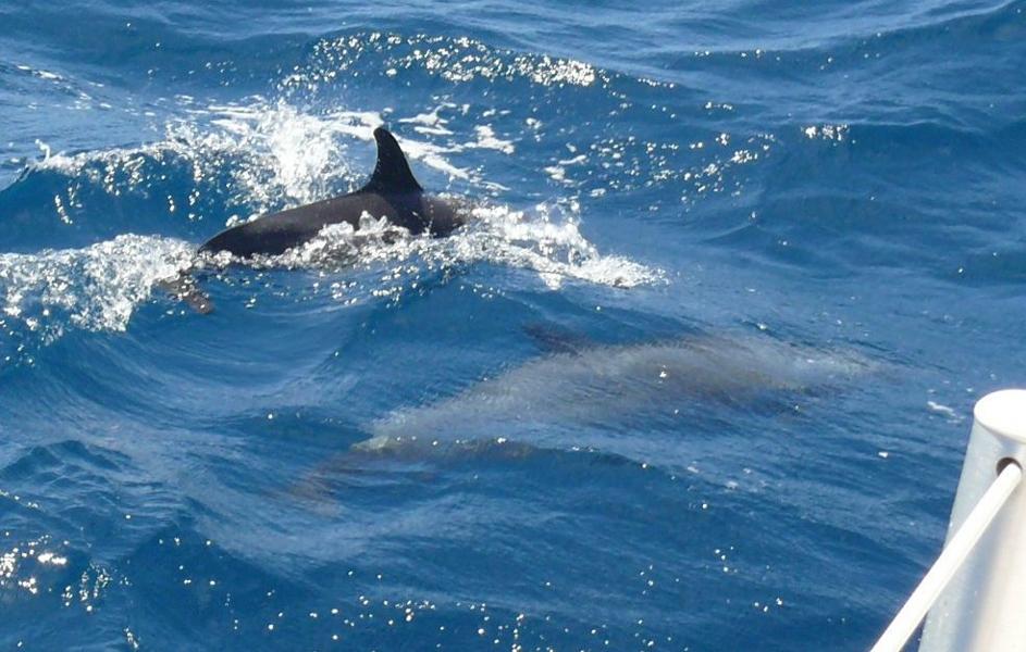 Delfine besuchen uns auf dem Weg nach La Ceiba 