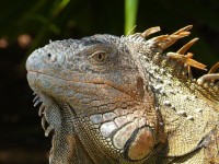 Klicken für grosses Bild