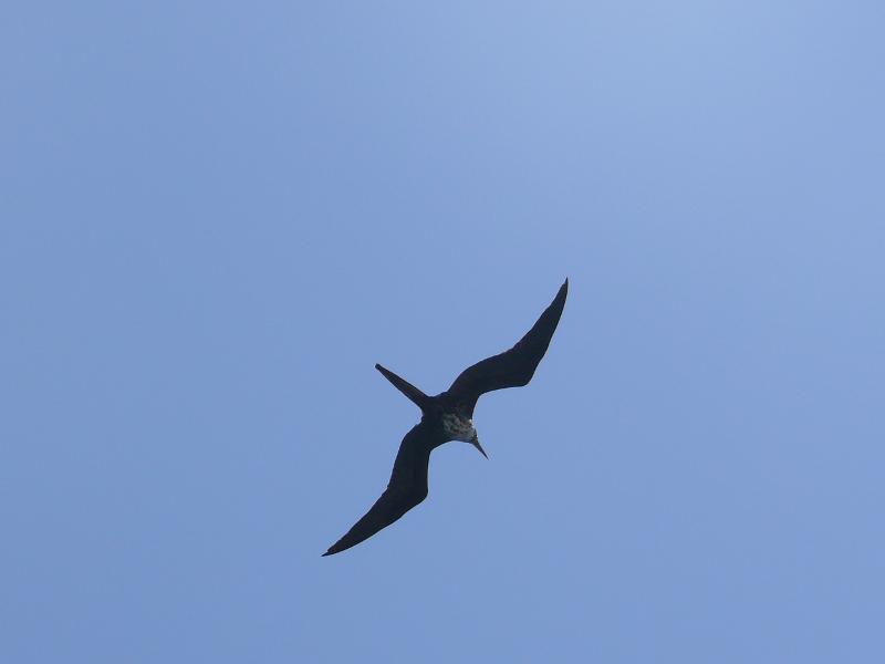 Fregattvogel 