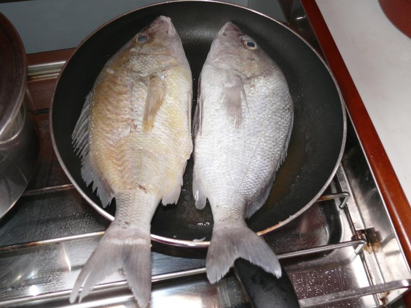 Geschenkte Fische 