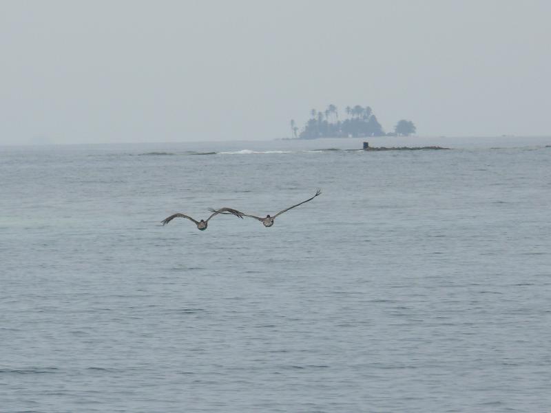 Pelikanflug vor Porvenir 