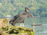 Klicken für grosses Bild