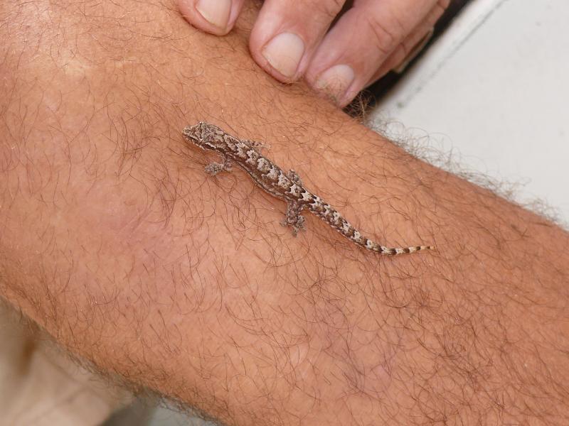 Gecko fängt Mücken 
