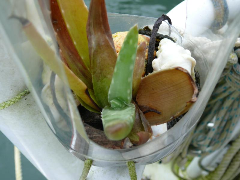 Unsere Aloe Vera spriesst auf Suleika 
