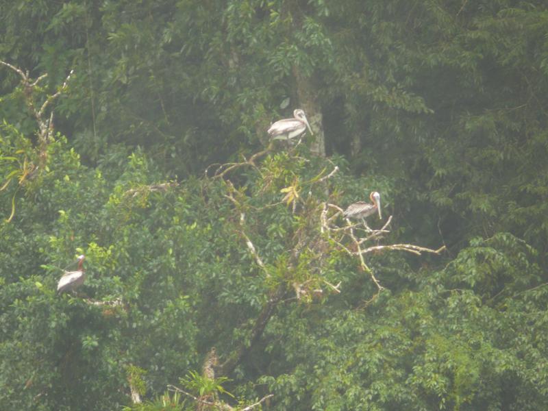 Pelikane im Regen, Rio Dulce 