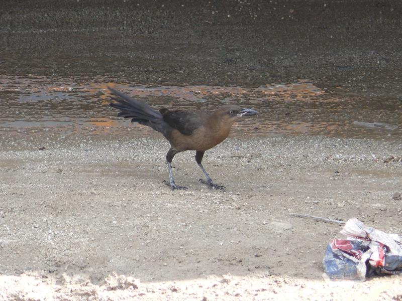 Nestbau auf dem Busbahnhof, San Pedro Sul 