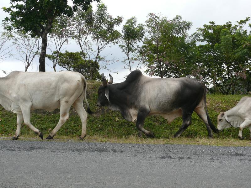 Vieh auf Roatan 