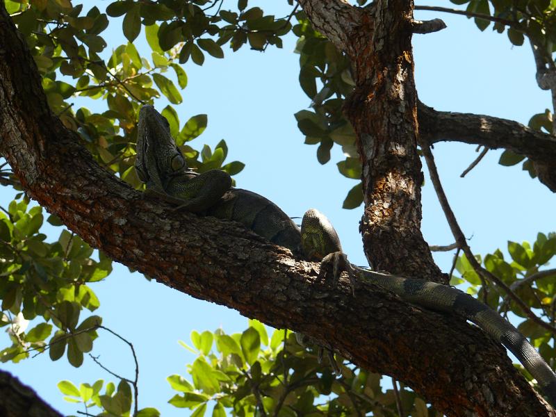 Iguanafarm, French Cay Harbour, Roatan 