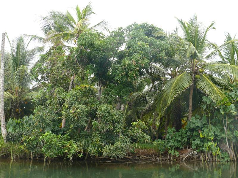 Fruchtbares Ufer des Rio Diablo 