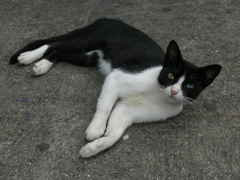 Tolle Augen, Panamá Stadt 