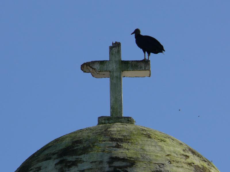 Geier auf der Kirche, Portobelo 