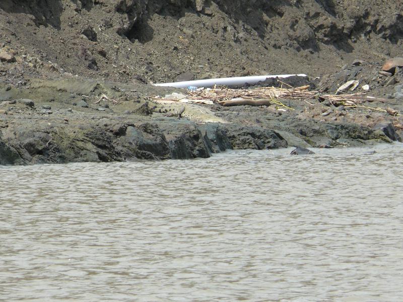 Krokodil in Sicht 