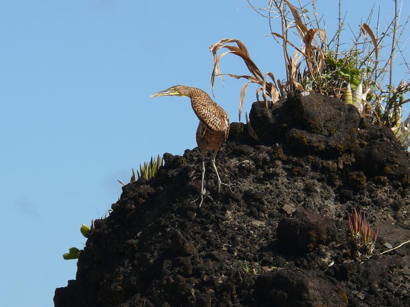 Vorwitziger Vogel 