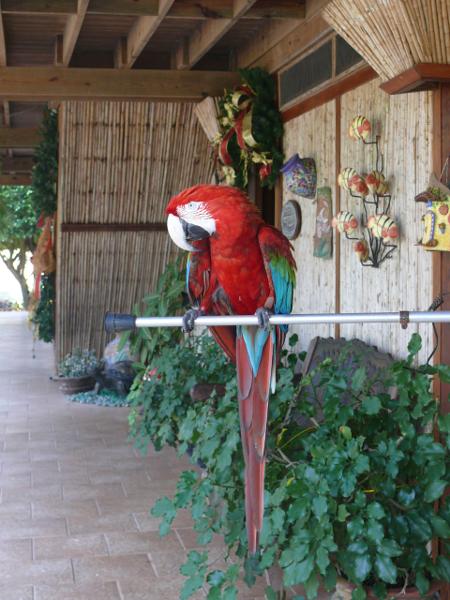 Frecher Papagei in der Hacienda del Mar, Isla San José 