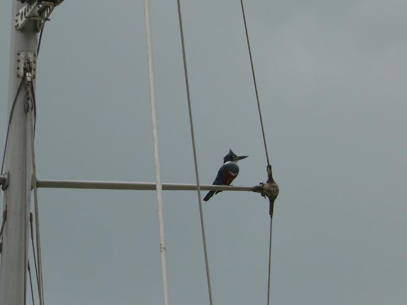 Haubenvogel 