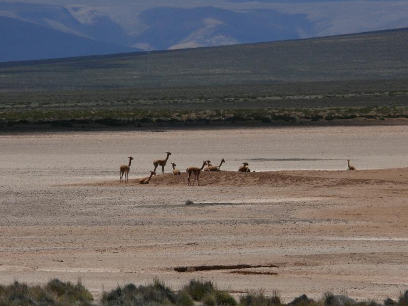 Vicunas im Nationalpark / 06 Spaziergang zu zweit / 07 Seich machen 