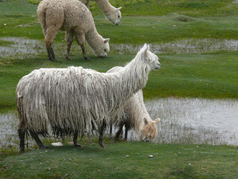 Alpaca mit viel Wolle 