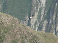 Klicken für grosses Bild