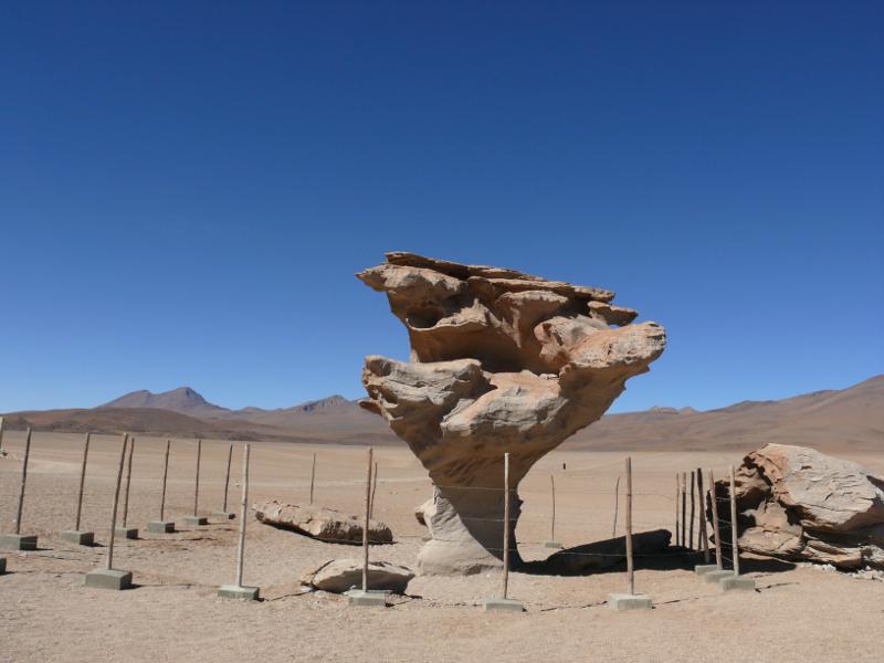Arbol de Piedra 