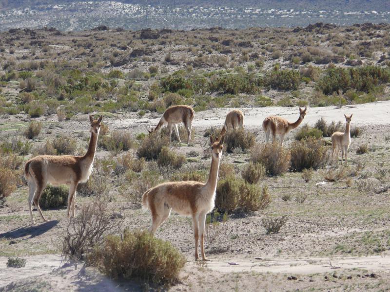 Vicunas 