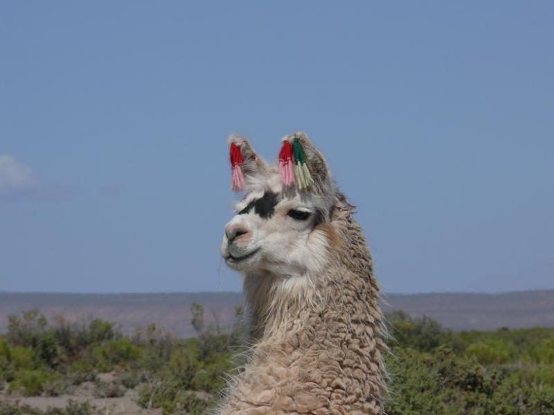 Freches Lama 