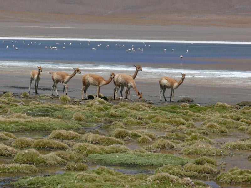 Vicunas und Flamingos bei der Laguna Honda 