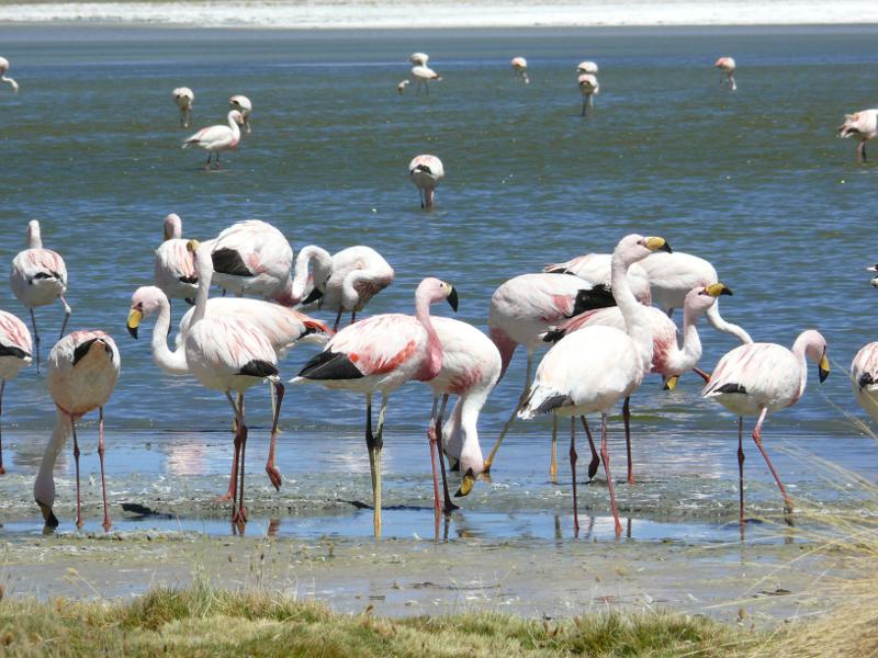 Flamingos unter sich 