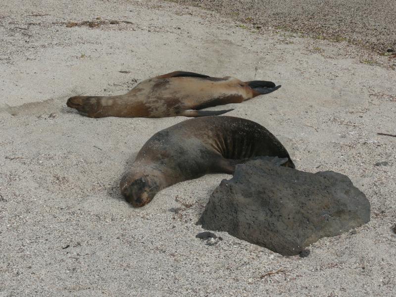 Siesta in Lobería 