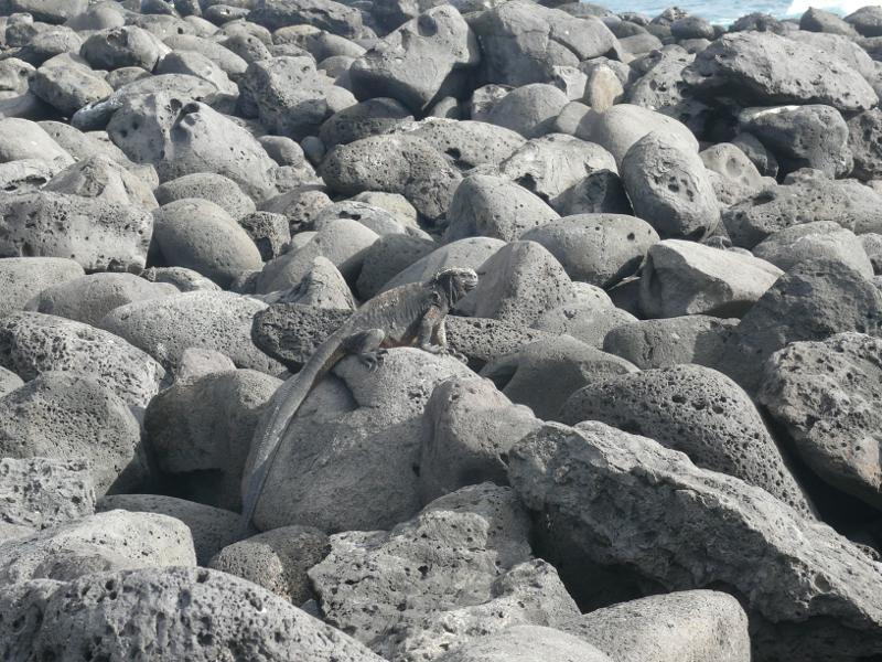 Meeresechse auf Lavafelsen, Lobería 