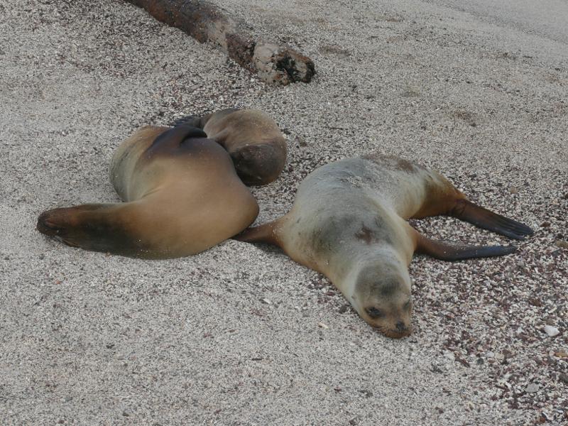 Familiensiesta 
