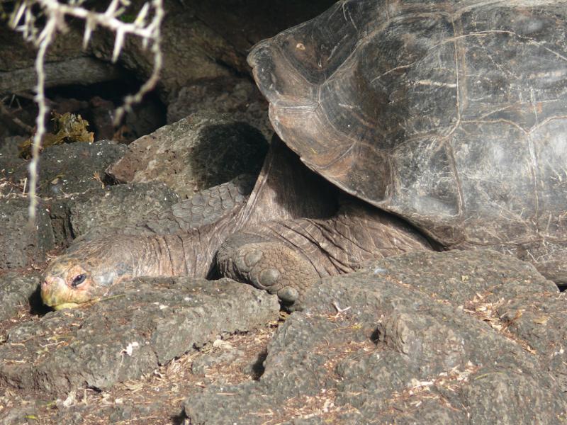 Entspannte Riesenschildkröten im Charles Darwin Zentrum 