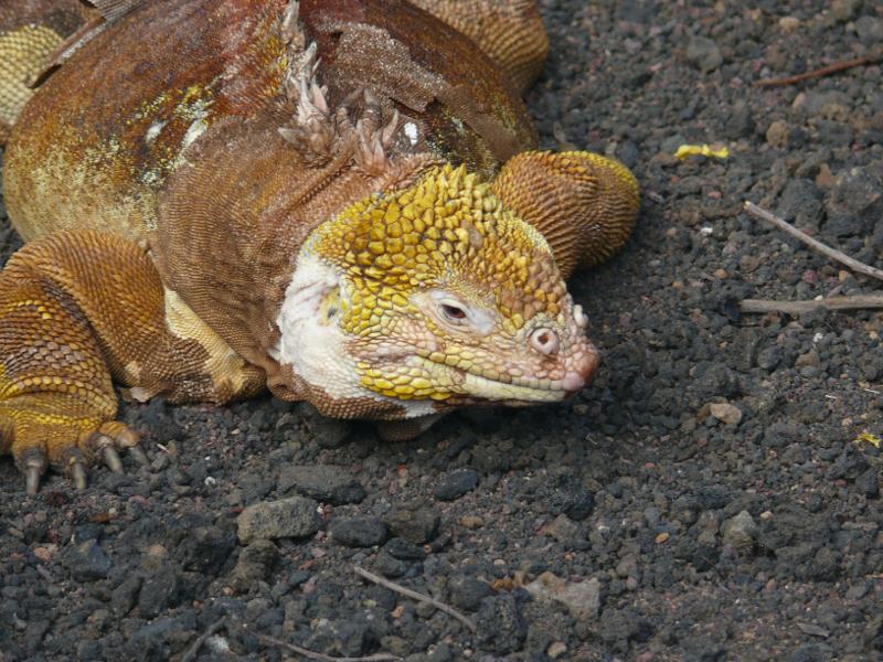 Landiguana im Charles Darwin Zentrum  
