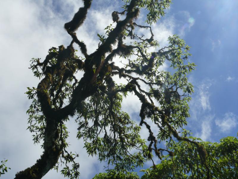 Endemischer Wald bei den Los Gemelos 