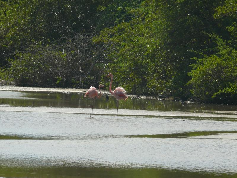 Grosse Flamingos bei der Bahá Garrapatera 