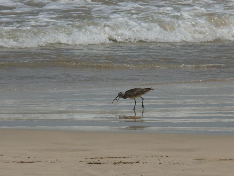 Whimbrel in Puerto Villamil, Isabela 