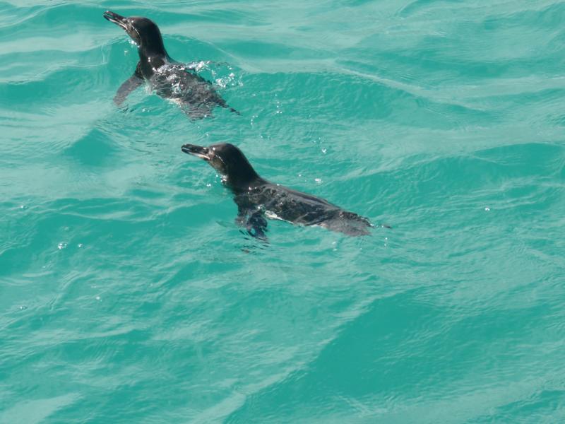 Galapagos Pinguine 