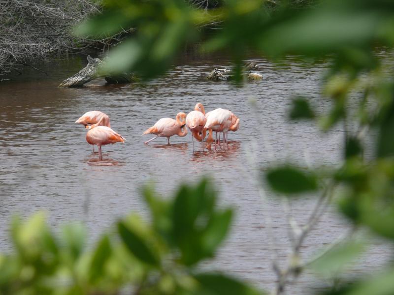 Amerikanische Flamingos bei Puerto Ayora 